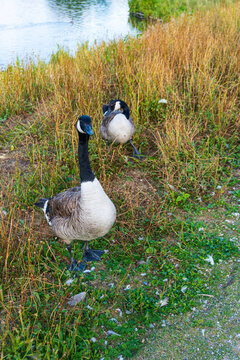 Two canada geese standing on a grassy lakeshore near the water, surrounded by wild vegetation and reeds in a natural wetland habitat