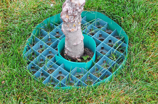 Plastic root barrier panel on pear tree trunk