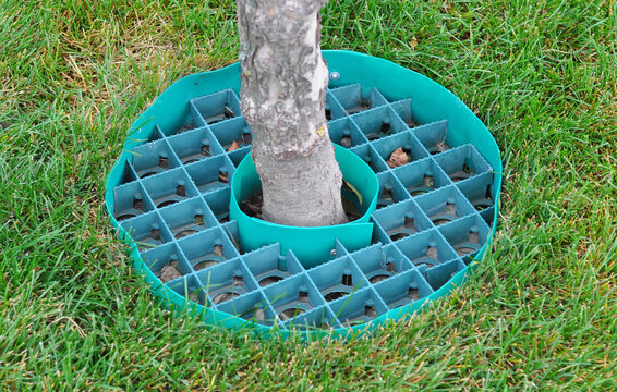 Root barrier around tree trunk in grass
