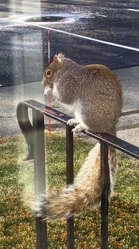 A cute gray squirrel perched comfortably on a black metal handrail outside a window, attentively holding and eating a snack with its fluffy tail curled gracefully behind it.