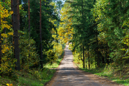 Zabytkowa aleja lipowa w Kr&oacute;lowym Moście - Podlasie, Polska