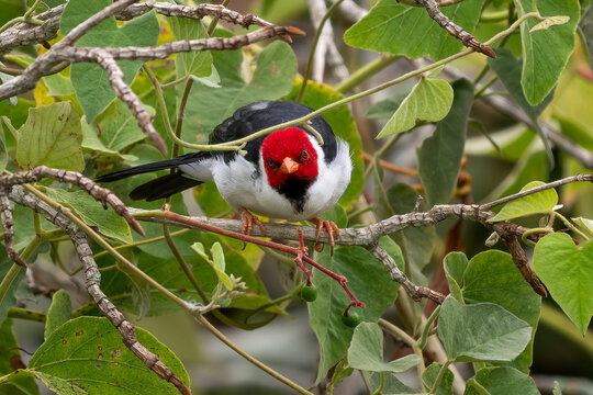 Yellow-billed Cardinal - Paroaria capitata, beautiful colored perching bird native to the bushes and woodlands of South America, Pantanal, Brazil.