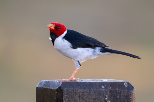 Yellow-billed Cardinal - Paroaria capitata, beautiful colored perching bird native to the bushes and woodlands of South America, Pantanal, Brazil.