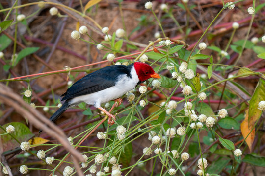 Yellow-billed Cardinal - Paroaria capitata, beautiful colored perching bird native to the bushes and woodlands of South America, Pantanal, Brazil.