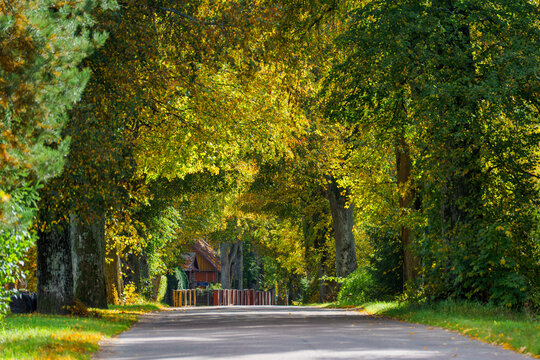 Zabytkowa aleja lipowa w Kr&oacute;lowym Moście - Podlasie, Polska