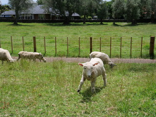 sheep and lamb © Fern