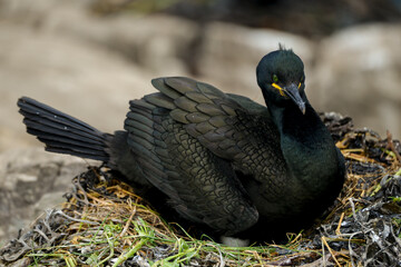 Cormoran huppé, © JAG IMAGES