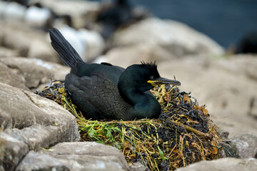 Cormoran huppé, © JAG IMAGES