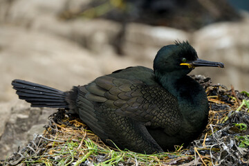 Cormoran huppé, © JAG IMAGES