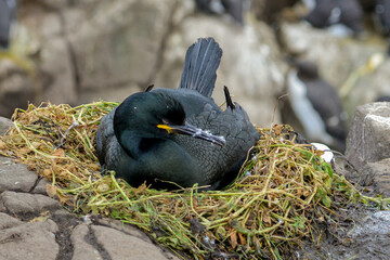 Cormoran huppé, © JAG IMAGES