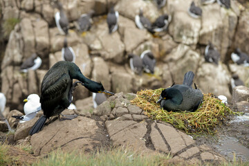Cormoran huppé, © JAG IMAGES