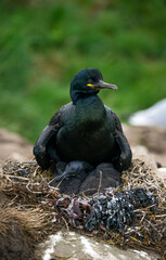 Cormoran huppé, © JAG IMAGES