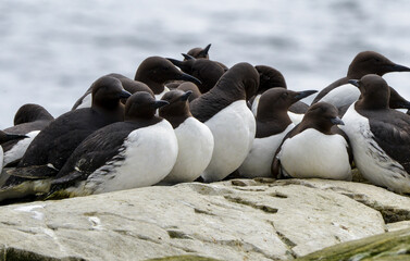 Guillemot de Troïl, © JAG IMAGES