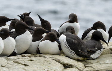 Guillemot de Troïl, © JAG IMAGES