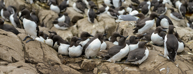 Guillemot de Troïl, © JAG IMAGES