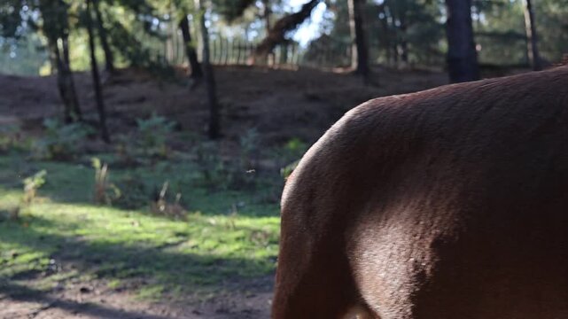 Close-up of Ammotragus lervia ram walking away in woodland