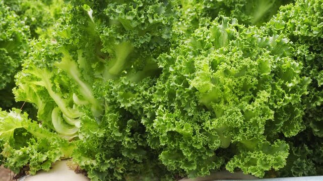 Lush curly kale leaves forming a dense natural texture in the field