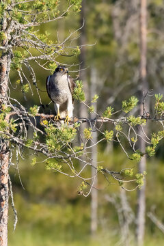 northern goshawk