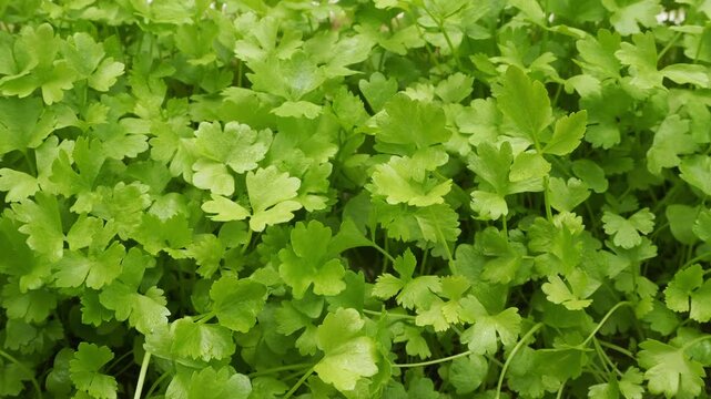 Close-up view of vibrant parsley leaves in an agricultural system
