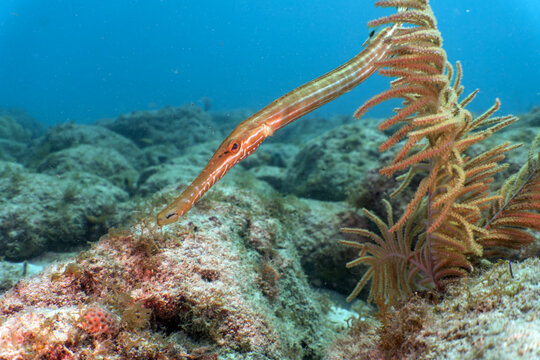 Nature and Wildlife: Slender Trumpetfish Swimming Near Sea Plume Coral on Reef in Key Largo, Florida