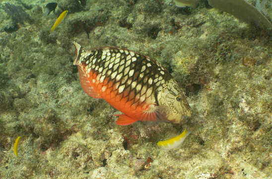 Nature and Wildlife: Vibrant Stoplight Parrotfish Initial Phase Swimming Above Coral Reef Bed in Key Largo, Florida