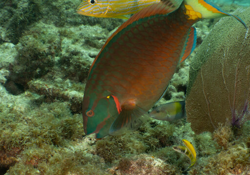 Nature and Wildlife: Male Stoplight Parrotfish Terminal Phase Swimming Over Coral Reef Bed in Key Largo, Florida