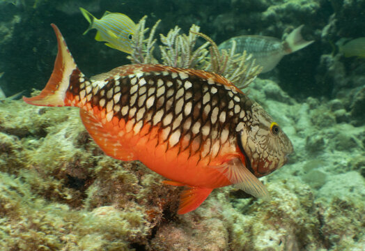 Nature and Wildlife: Vibrant Stoplight Parrotfish Initial Phase Swimming Above Coral Reef Bed in Key Largo, Florida