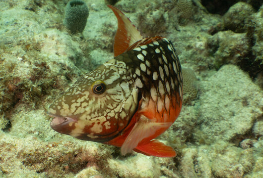 Nature and Wildlife: Vibrant Stoplight Parrotfish Initial Phase Swimming Above Coral Reef Bed in Key Largo, Florida