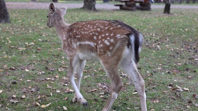 Curious fallow deer (Dama dama) walking towards camera in autumn park