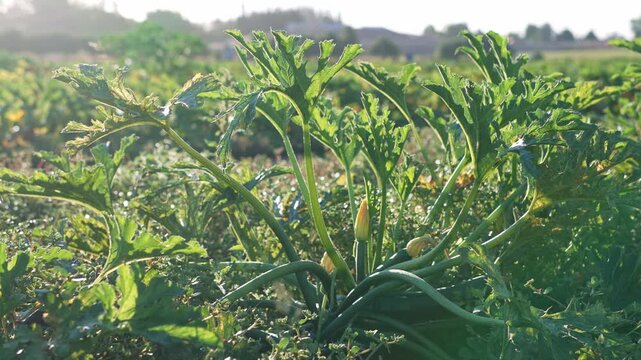 Green zucchini plant with large leaves and flower buds growing in field, illuminated by warm sunlight among dense vegetation on agricultural land during the summer growing season