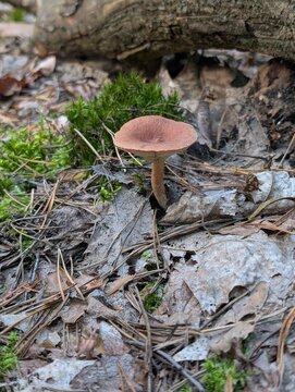 Lonely mushroom in the forest