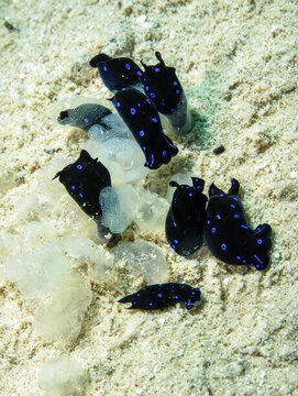 Blue-Spotted Headshield Slug (Chelidonura livida) at Ras Mohamed, Red Sea