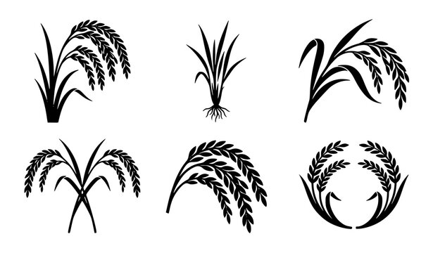 Rice Plant Silhouette Vector Collection with Grain Stalks and Botanical Icons