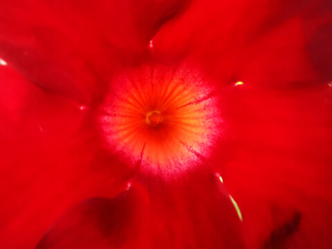 Rote Bl&uuml;te der Jasmintrompete