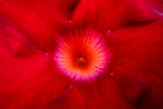 Rote Bl&uuml;te der Jasmintrompete