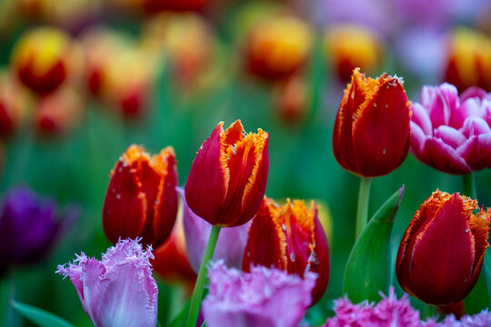 Beautiful red and yellow fringed tulips blooming in the garden, closeup. Bright spring flowers backdrop for floral design, greeting cards and commercial use