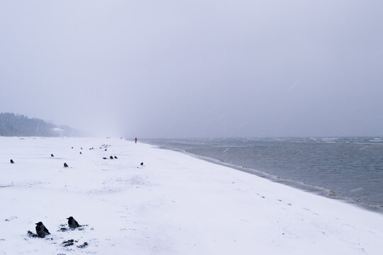 Snow-covered beach with crows resting along the shoreline and a distant person walking beside the sea during a winter snowstorm.