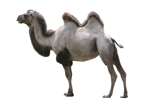 Bactrian two humped camel isolated on white background