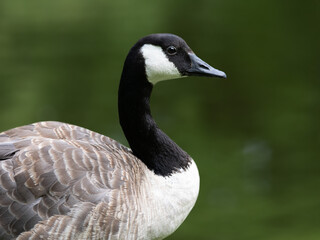 Canada goose portrait on natural green bokeh background © fotomaster