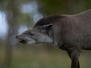 Close-up profile portrait of a South American tapir © fotomaster