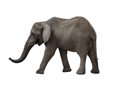 
African elephant walking with raised trunk isolated on white background
