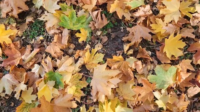 The rustle of maple leaves as you walk in the park.