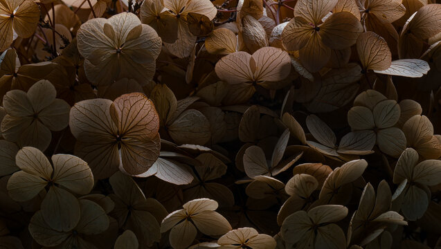 Dried hydrangea flowers with papery brown petals and delicate veins, moody low light revealing faded autumn tones and texture, conceptual dried flower background and quiet nostalgic beauty concept
