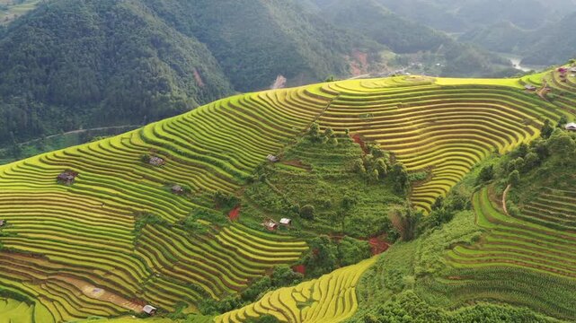 Cinematic drone pan of the surreal, untouched golden rice terraces in Lao Chai near Mu Cang Chai, Vietnam.