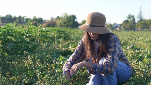 Woman wearing sun hat inspects cucumber plants during harvest on farm, crouching among green vegetable beds and moving leaves aside with her hands on a sunny day