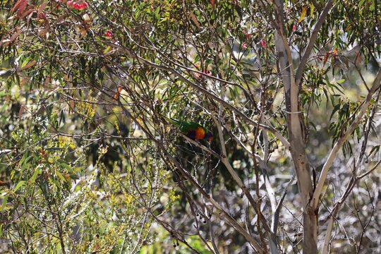 Wild Rainbow Lorikeet (Trichoglossus moluccanus) feeding on gum tree flowers, South Australia