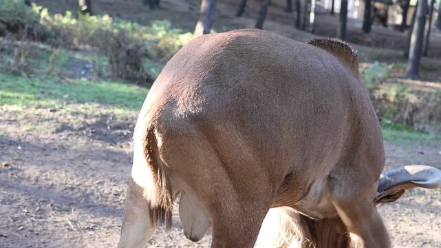 Barbary sheep (Ammotragus lervia) with large horns in forest setting