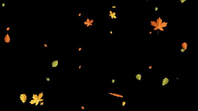 Calm golden hour animated autumn leaves falling gently various shapes transparent alpha motion background