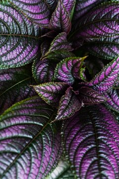 Close up of iridescent purple leaves of Persian shield plant (Strobilanthes dyeriana)