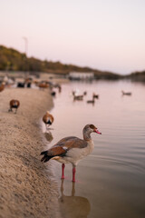 Egyptian goose standing in shallow water on a sandy lake bank during sunset © Тетяна Хобот